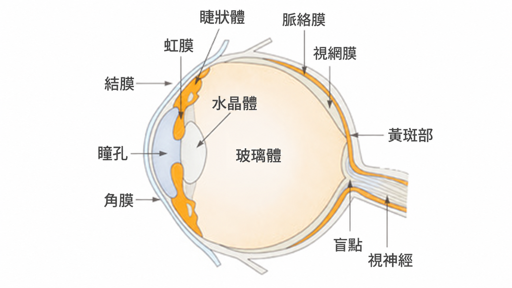 眼球構造示意